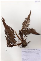 藏品(尖葉耳蕨)的圖片